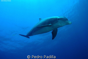 Diving with dolphins.
Nikon D80 15mm lens and 2 ikelite ... by Pedro Padilla 
